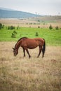 Portrait of beautiful horse enjoy in freedom on mountains meadow Royalty Free Stock Photo