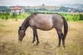 Portrait of beautiful horse enjoy in freedom on mountains meadow Royalty Free Stock Photo