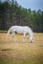 Portrait of beautiful horse enjoy in freedom on mountains meadow Royalty Free Stock Photo