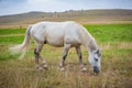 Portrait of beautiful horse enjoy in freedom on mountains meadow Royalty Free Stock Photo