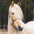 Portrait of beautiful horse near pine forest Royalty Free Stock Photo