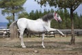 Stunning horse posing making Spanish step Royalty Free Stock Photo