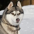 Portrait of a beautiful husky dog.