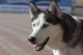 Portrait of a beautiful Husky dog with blue eyes Royalty Free Stock Photo
