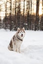 Portrait of beautiful Husky dog sitting in the winter forest and looking to the camera at sunset Royalty Free Stock Photo