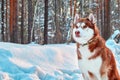 Portrait beautiful husky dog on walk in winter forest. Red siberian husky is sitting on background of snowy forest. Copy space. Royalty Free Stock Photo