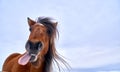 A horse with its tongue sticking out of its mouth