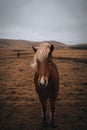 Portrait of a beautiful Icelandic horses, image of a gorgeous animal in the winter outdoors, eco tourism, beauty of