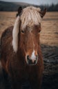 Portrait of a beautiful Icelandic horses, image of a gorgeous animal in the winter outdoors, eco tourism, beauty of