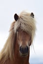 Portrait of a beautiful Icelandic stallion, flaxen chestnut Royalty Free Stock Photo