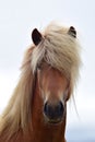 Portrait of a beautiful Icelandic stallion, flaxen chestnut Royalty Free Stock Photo