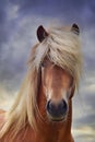 Portrait of a beautiful Icelandic stallion, flaxen chestnut Royalty Free Stock Photo