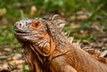 The portrait of beautiful iguana Royalty Free Stock Photo