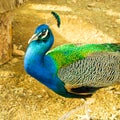 Portrait of a beautiful Indian blue headed male peacock bird. Close up image Royalty Free Stock Photo