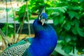 Portrait of a beautiful Indian blue headed male peacock bird on a green background Royalty Free Stock Photo