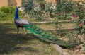 Portrait of beautiful Indian wild peacock, Pavo cristatus Royalty Free Stock Photo