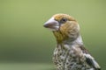 Portrait of a beautiful juvenile Hawfinch Coccothraustes coccothraustes in the forest of Noord Brabant in the Netherlands.