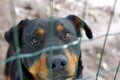 Portrait of sad rottweiler behind fence Royalty Free Stock Photo