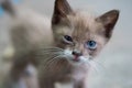 Portrait of beautiful kitty with blue eyes