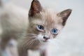 Portrait of beautiful kitty with blue eyes