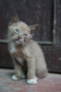 Portrait of beautiful kitty with blue eyes