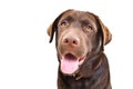 Portrait of a beautiful Labrador puppy