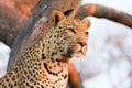 Portrait of adult leopard sitting in tree in warm golden afternoon light in Kruger Park South Africa