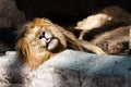 Portrait of a lion sleeping at the sun Royalty Free Stock Photo