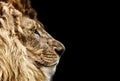 Portrait of a Beautiful lion, Cat in profile, lion in dark