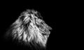 Portrait of a Beautiful lion, Cat in profile, lion in dark