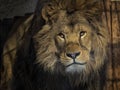 portrait of a beautiful lion on a dark background lying on a rock