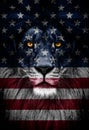 Portrait of a Beautiful lion, lion in dark. Portrait of a leader. king. Portrait of a lion with a projection of the flag Royalty Free Stock Photo