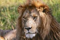 portrait of a beautiful lion at the masai mara Royalty Free Stock Photo