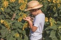 Portrait of beautiful little blond kid boy on summer sunflower field outdoors. Cute preschool child having fun on warm summer day Royalty Free Stock Photo