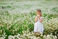 Portrait of a beautiful little girl with blonde hair and blue eyes in a white summer dress on a field. A child in a flowery meadow Royalty Free Stock Photo