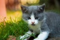 Portrait of a beautiful little kitten outdoor. Royalty Free Stock Photo