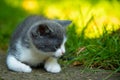 Portrait of a beautiful little kitten outdoor. Royalty Free Stock Photo