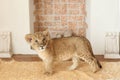 Portrait of a beautiful little lion cub in the studio. Little lion on the background of the fireplace Royalty Free Stock Photo