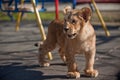 Portrait of beautiful little lion cub in zoo Royalty Free Stock Photo