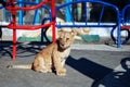 Portrait of beautiful little lion cub in zoo Royalty Free Stock Photo