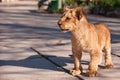 Portrait of beautiful little lion cub in zoo Royalty Free Stock Photo