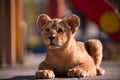 Portrait of beautiful little lion cub in zoo Royalty Free Stock Photo