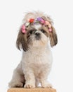 portrait of beautiful little shih tzu puppy with flowers headband