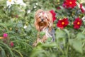 Portrait of beautiful little yorkshire terrier dog among flowers and green grass in sunny garden Royalty Free Stock Photo