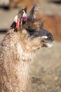 Portrait of beautiful Llama, Bolivia Royalty Free Stock Photo