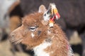 Portrait of beautiful Llama, Bolivia Royalty Free Stock Photo