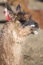 Portrait of beautiful Llama, Bolivia