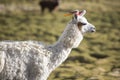 Portrait of beautiful Llama, Bolivia Royalty Free Stock Photo