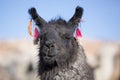 Portrait of beautiful Llama, Bolivia Royalty Free Stock Photo