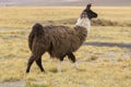 Portrait of beautiful Llama, Bolivia